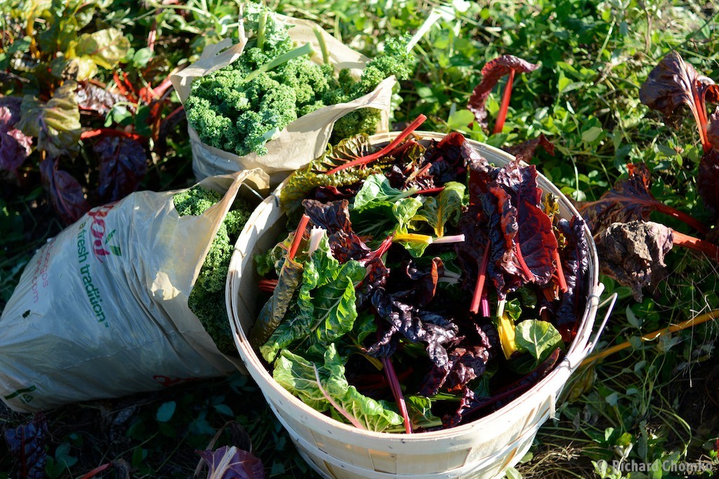 Biodynamic Agriculture - Salad Harvest