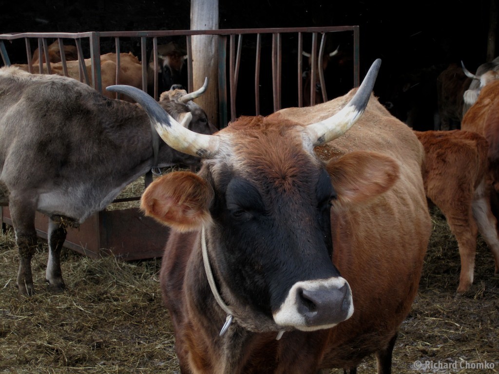 Biodynamic Cow
