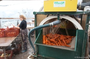 Washing Carrots 